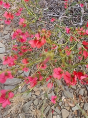 Hermannia grandiflora