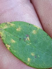 Naohidemyces vacciniorum