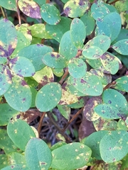 Naohidemyces vacciniorum