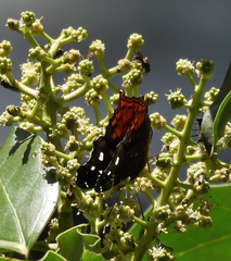 Hypanartia trimaculata