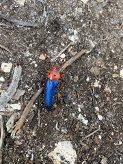 Stenaspis verticalis insignis