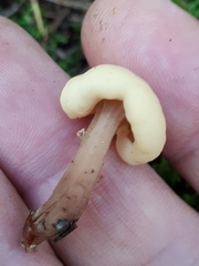 Cudonia confusa