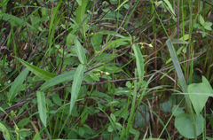 Vincetoxicum volubile