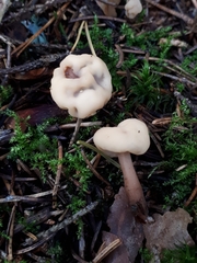 Cudonia confusa
