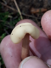 Cudonia confusa