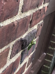 Mantodea