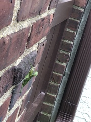 Mantodea