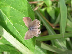 Euchrysops cnejus cnejus