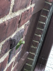 Mantodea