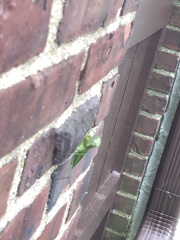 Mantodea