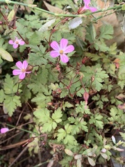 Geranium robertianum