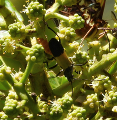Chauliognathus tripartitus