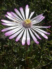 Lampranthus peacockiae