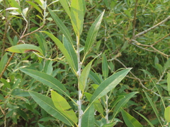Salix lemmonii
