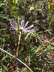 Lampranthus peacockiae