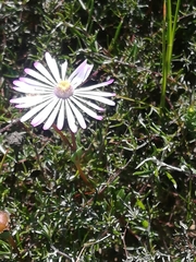 Lampranthus peacockiae