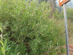 Salix lemmonii