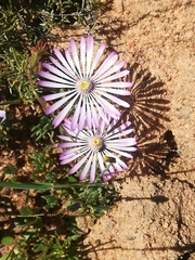 Lampranthus peacockiae