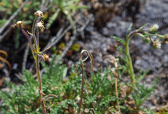 Erigeron cardaminifolius