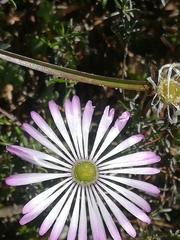 Lampranthus peacockiae