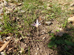 Colchicum multiflorum