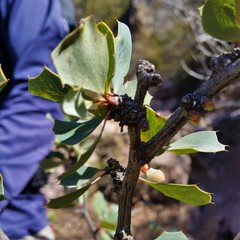 Berberis grevilleana