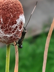 Schlettererius cinctipes