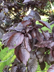 Prunus cerasifera pissardii