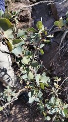 Berberis grevilleana