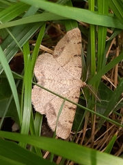 Selidosema brunnearia