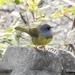 Macgillivray's Warbler - Photo (c) CK Kelly, some rights reserved (CC BY), uploaded by CK Kelly