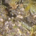 Vezdaea acicularis - Photo (c) Toby Spribille,  זכויות יוצרים חלקיות (CC BY-NC), הועלה על ידי Toby Spribille