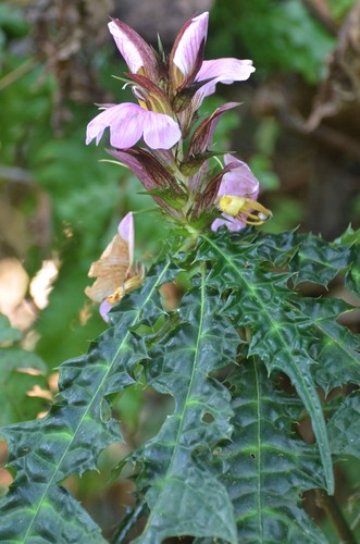 Acanthus ueleensis image