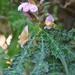 Acanthus ueleensis - Photo (c) markusgmeiner, some rights reserved (CC BY-NC), uploaded by markusgmeiner