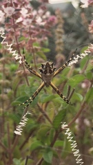 Argiope argentata