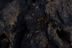 Ontholestes tessellatus