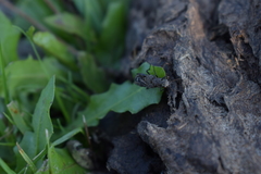 Ontholestes tessellatus