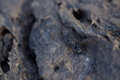 Ontholestes tessellatus