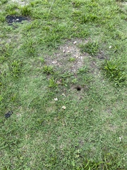 Malaclemys terrapin terrapin