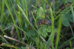 Ontholestes tessellatus