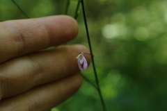 Hylodesmum nudiflorum