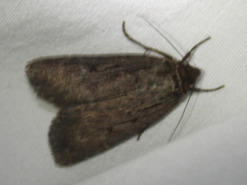 iNaturalist observation photo of Owlet Moths and Allies