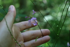 Hylodesmum nudiflorum