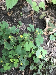 Oxalis