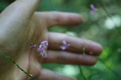 Hylodesmum nudiflorum