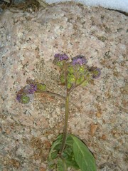 Phacelia secunda