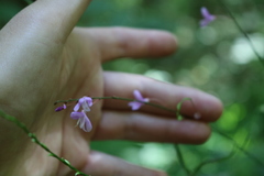 Hylodesmum nudiflorum