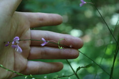 Hylodesmum nudiflorum
