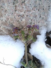 Phacelia secunda