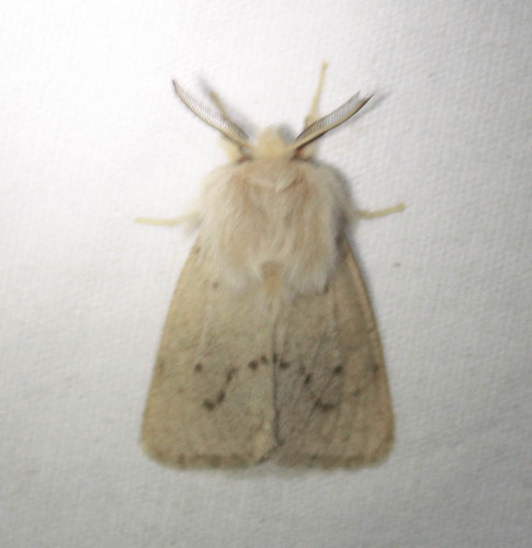 iNaturalist observation photo of Wandering Tiger Moth